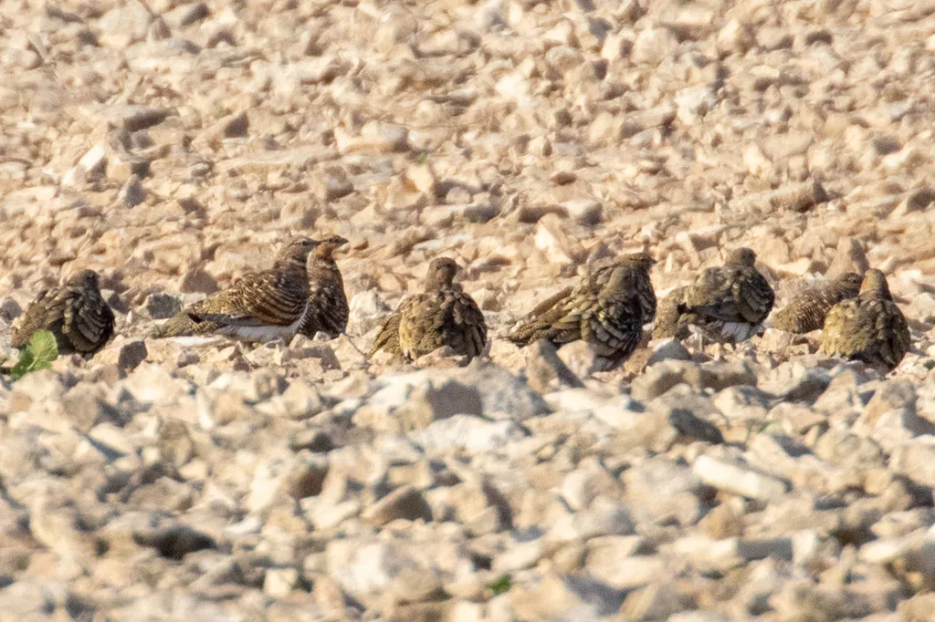 Ganga ibérica (Pterocles alchata), foto tomada en Zaragoza