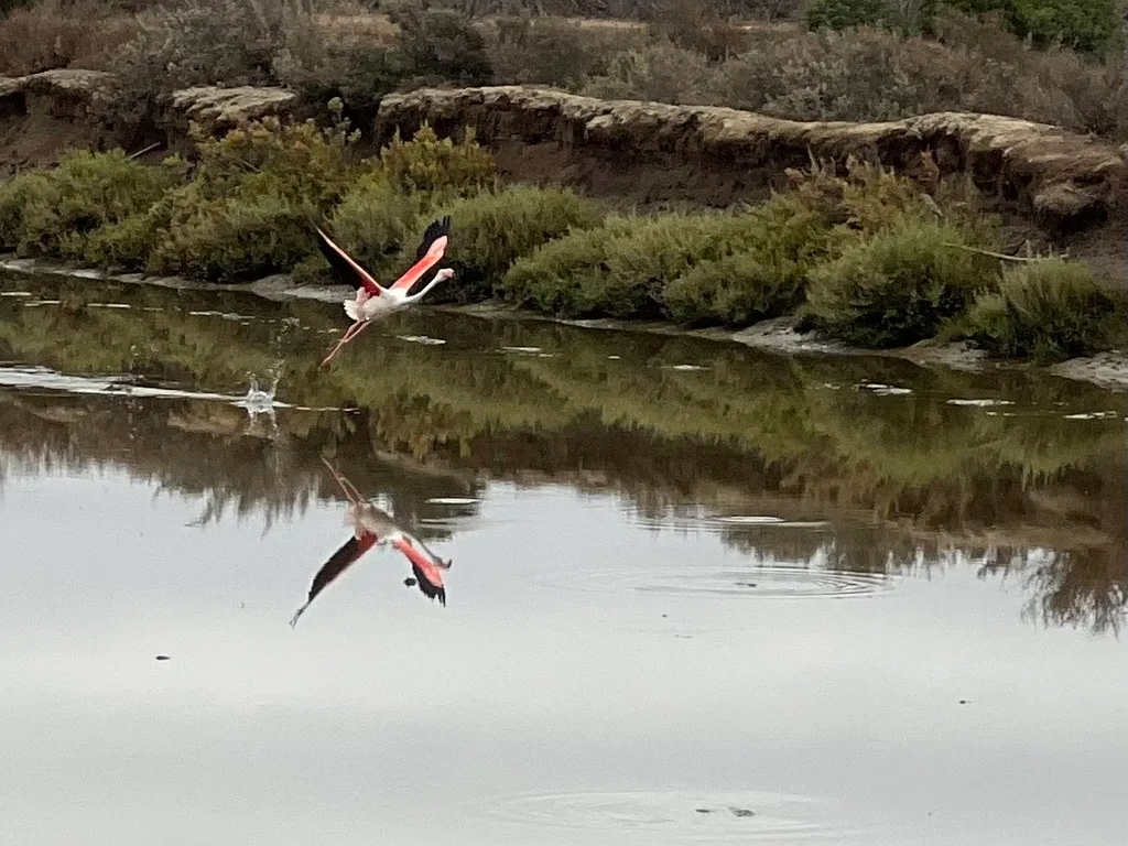 Grupo de flamencos comunes en las Marismas del Odiel.