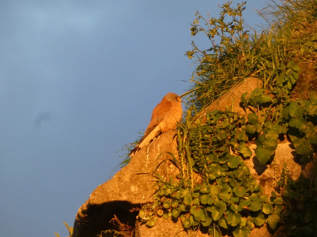 Cernícalo primilla (Falco naumanni), foto tomada en Cáceres