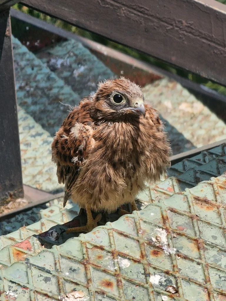 Cernícalo vulgar (Falco tinnunculus), foto tomada en Córdoba