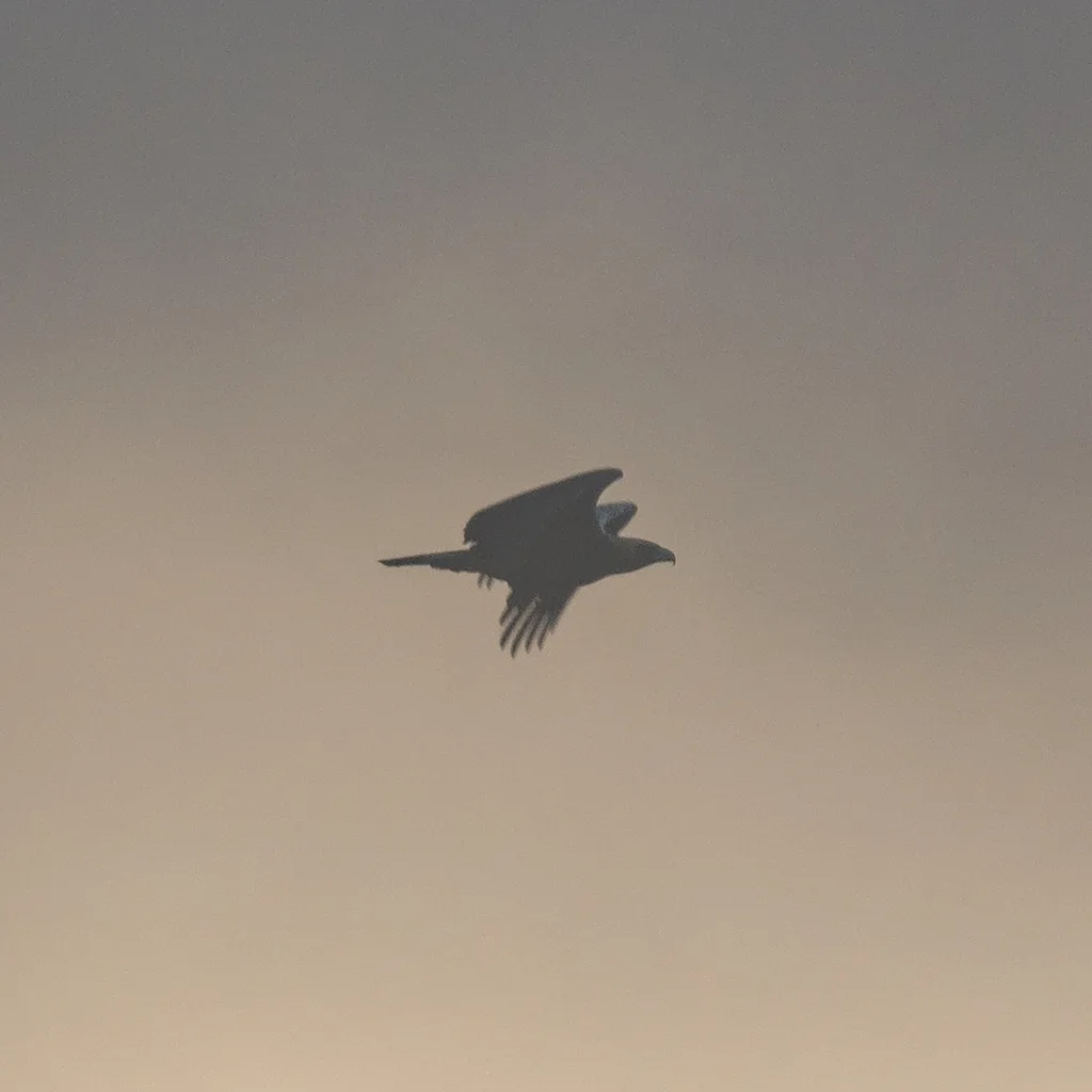 Águila imperial ibérica en vuelo.