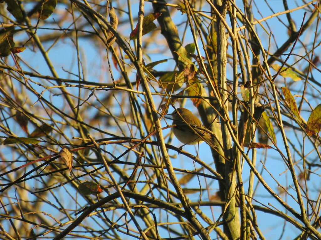 Mosquitero común (Phylloscopus collybita), foto tomada en Lugo