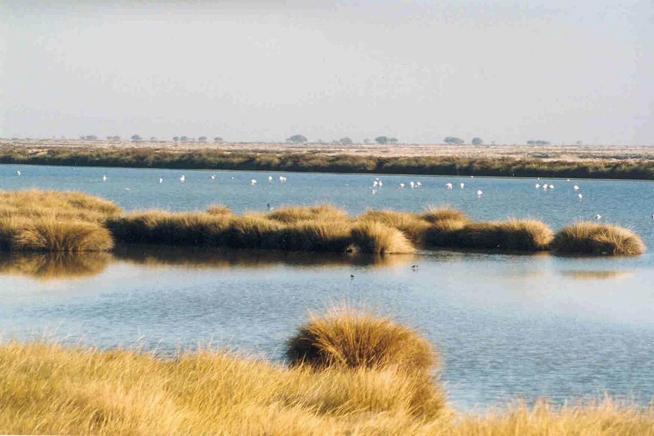 A Limosa lapponica wading through the marshes of Doñana, surrounded by patches of grass and calm water with numerous white birds in the background.