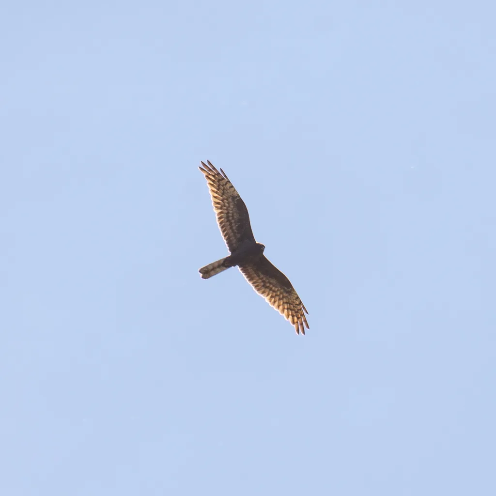 Aguilucho cenizo (Circus pygargus), foto tomada en Burgos